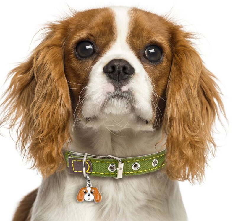 Targa In Metallo Vintage Con Cane Cavalier King Charles Spaniel – Scritta Inga – Poster In Latta 20x30 Cm Per Parete, Regalo Per Amanti Dei Cani